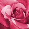 la rose