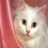 chaton