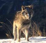 les loups