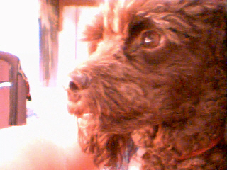 Chipie